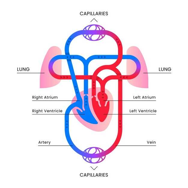 Строение подвздошных артерий и их роль в системе кровообращения