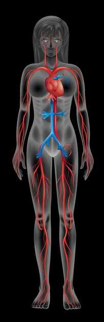 Функции подвздошных артерий в медицине и здоровье